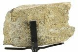 Fossil Theropod Metacarpal Section w/ Metal Stand - Colorado #363552-2